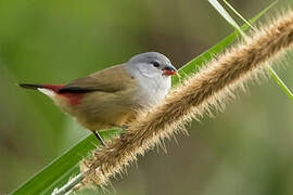 Yellow-bellied Waxbill