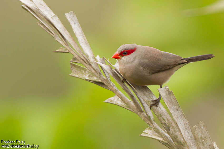 Black-rumped Waxbilladult, identification