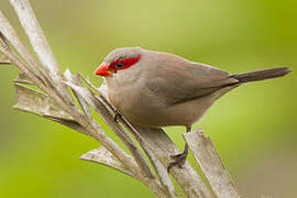 Black-rumped Waxbill