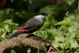 Kandt's Waxbill