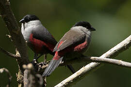 Kandt's Waxbill