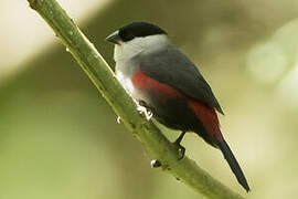 Kandt's Waxbill