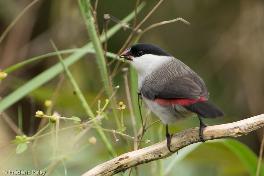 Black-crowned Waxbilladult