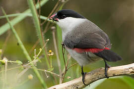 Black-crowned Waxbill