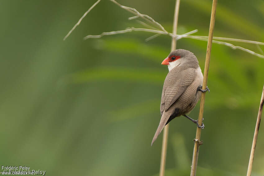 Common Waxbilladult