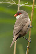 Common Waxbill