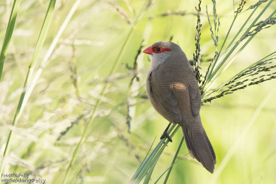 Common Waxbilladult, identification