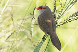 Common Waxbill