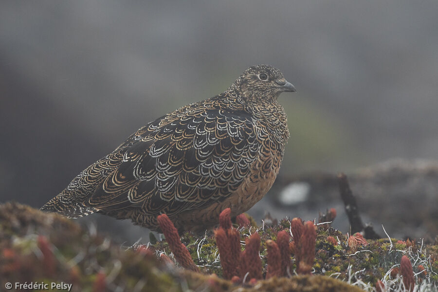 Rufous-bellied Seedsnipe