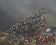 Rufous-bellied Seedsnipe