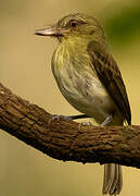 Bright-rumped Attila