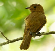 Rufous Mourner