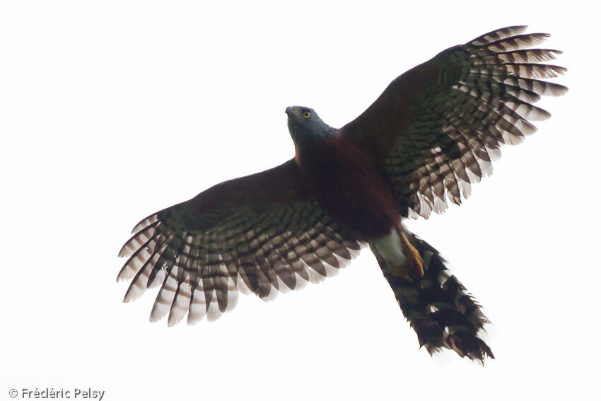 Long-tailed Hawkadult