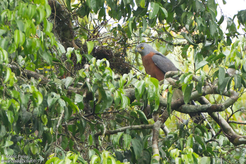 Long-tailed Hawkadult