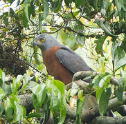 Long-tailed Hawk