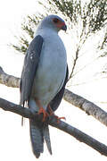 Grey-headed Goshawk