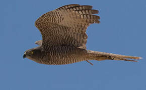 Brown Goshawk