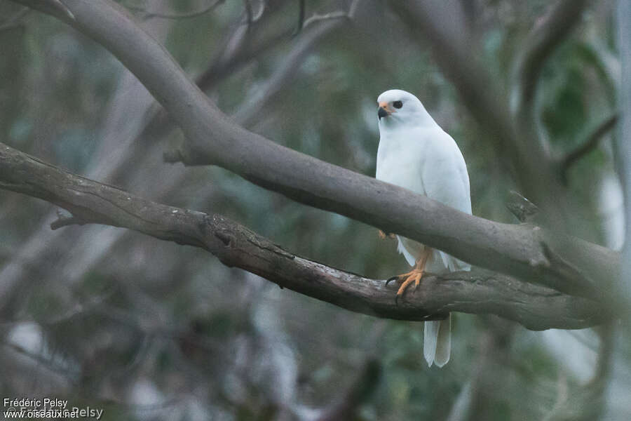 Autour blancadulte, identification