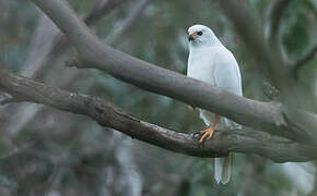 Grey Goshawk