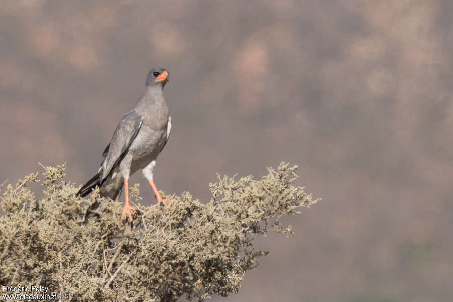 Pale Chanting Goshawkadult, identification