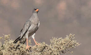 Pale Chanting Goshawk