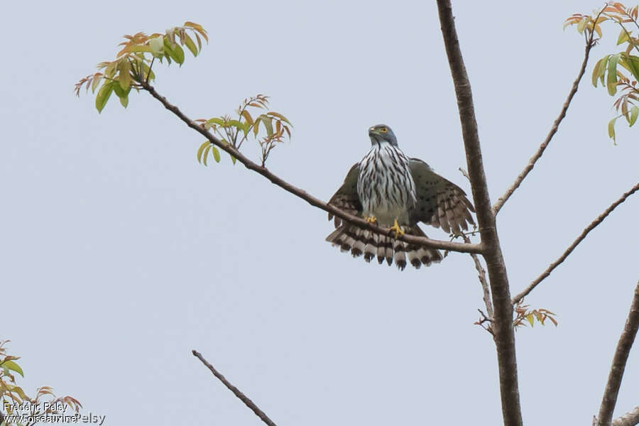 Sulawesi Goshawkadult