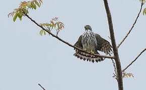 Sulawesi Goshawk