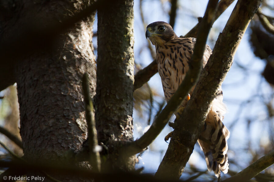 Northern Goshawkjuvenile