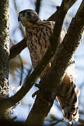 Eurasian Goshawk