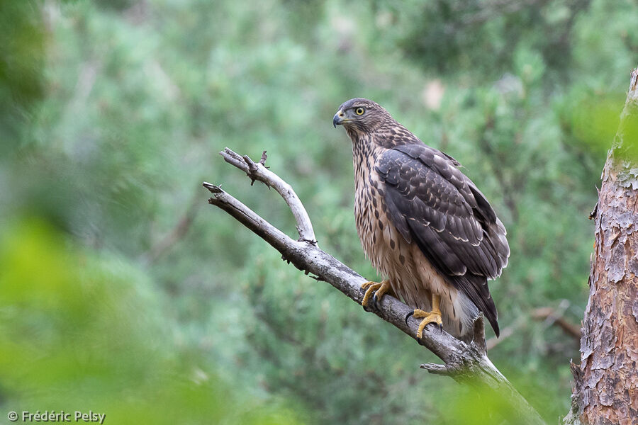 Eurasian Goshawk female juvenile