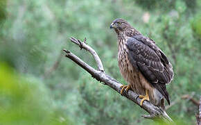 Eurasian Goshawk