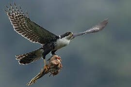 Black Sparrowhawk