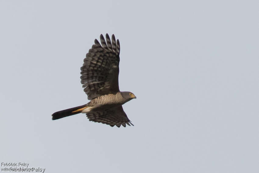 African Goshawkadult, Flight