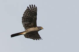 African Goshawk