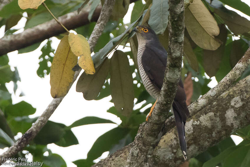 Autour tachiroadulte, identification