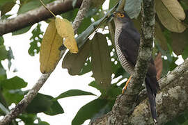 African Goshawk