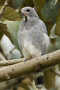 Lizard Buzzard