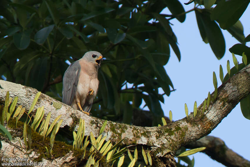 Variable Goshawkadult, identification