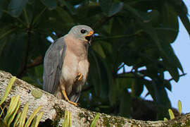 Variable Goshawk