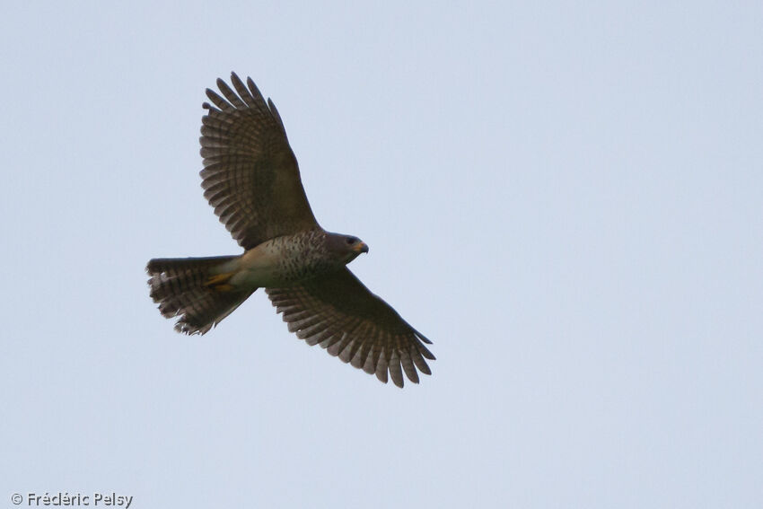 Variable Goshawkimmature