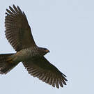 Autour variable