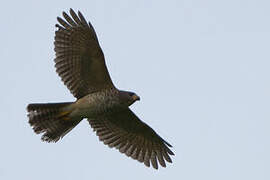 Variable Goshawk