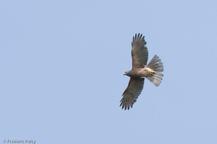 Variable Goshawkadult, Flight