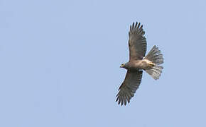 Variable Goshawk