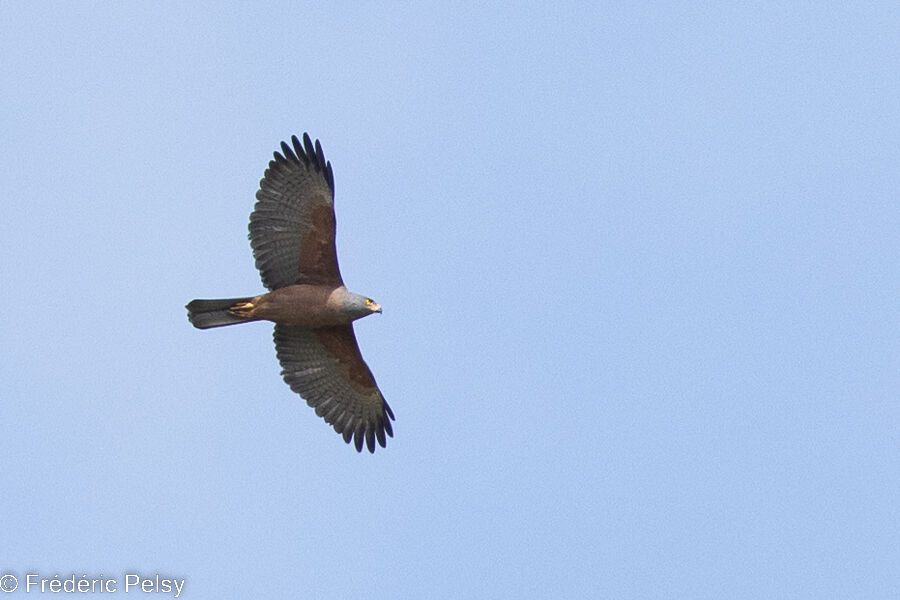 Variable Goshawk