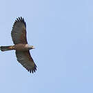 Autour variable