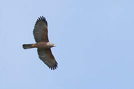 Variable Goshawk