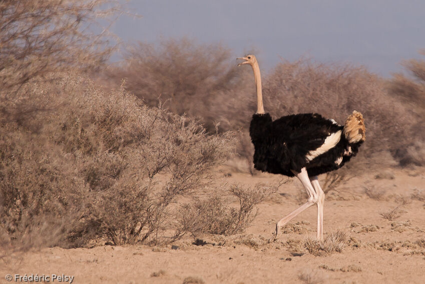 Common Ostrich male adult