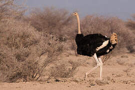 Common Ostrich