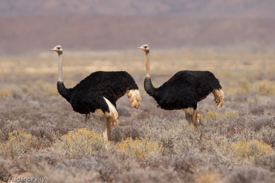 Common Ostrich male adult